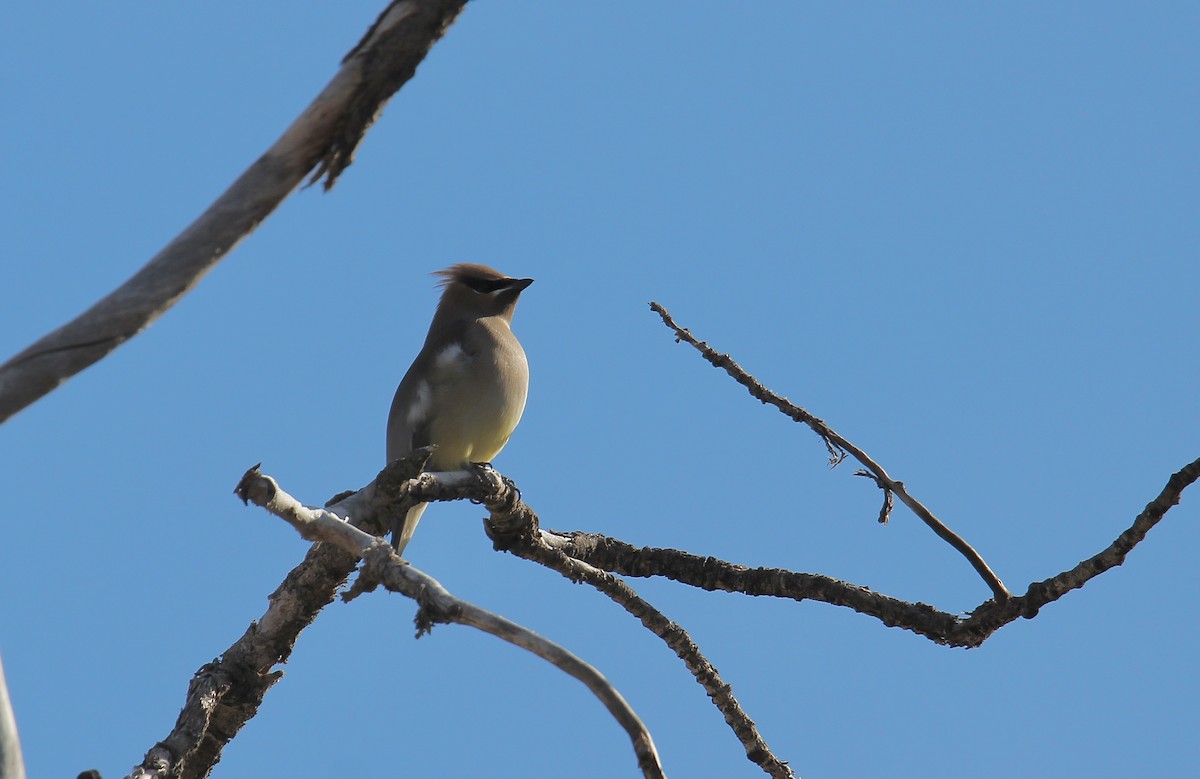 Sedir İpekkuyruğu - ML650467241