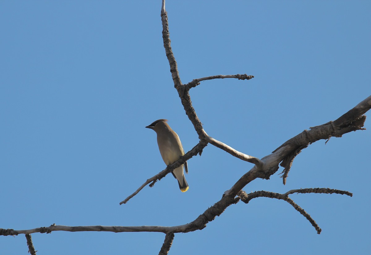 Sedir İpekkuyruğu - ML650467242