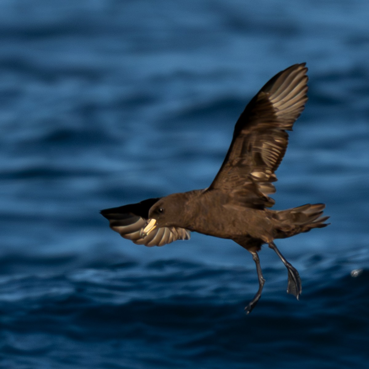 Westland Petrel - ML650467470