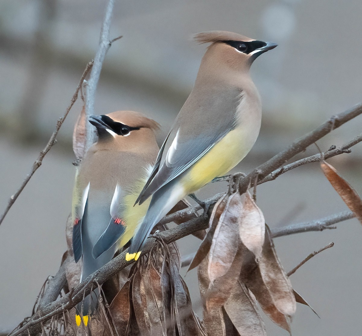 Jaseur d'Amérique - ML650467560