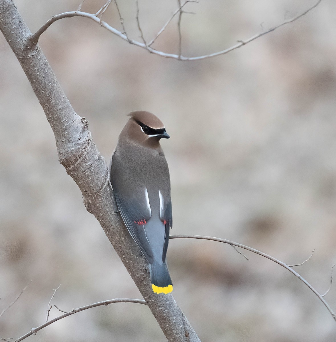 Jaseur d'Amérique - ML650467561