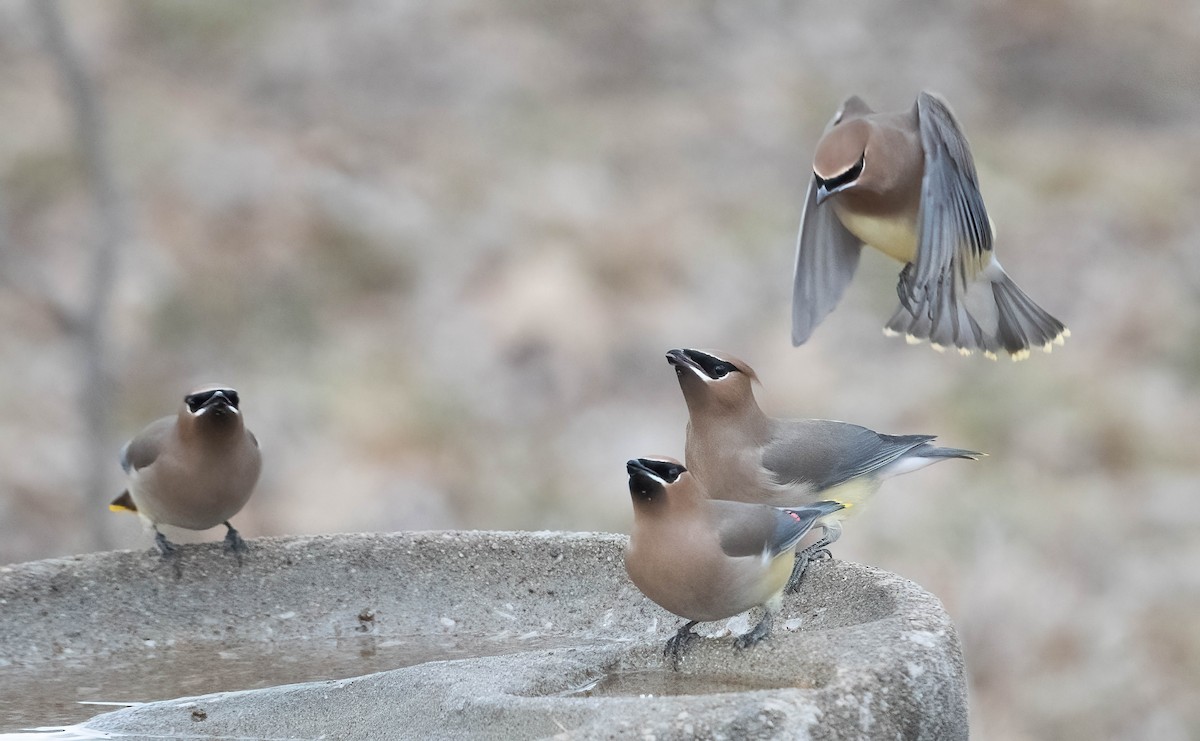 Jaseur d'Amérique - ML650467562