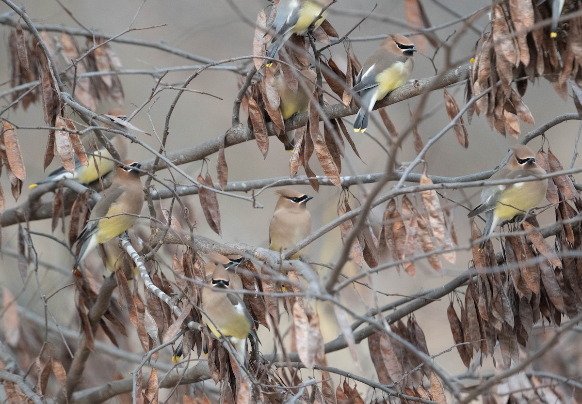 Jaseur d'Amérique - ML650467563