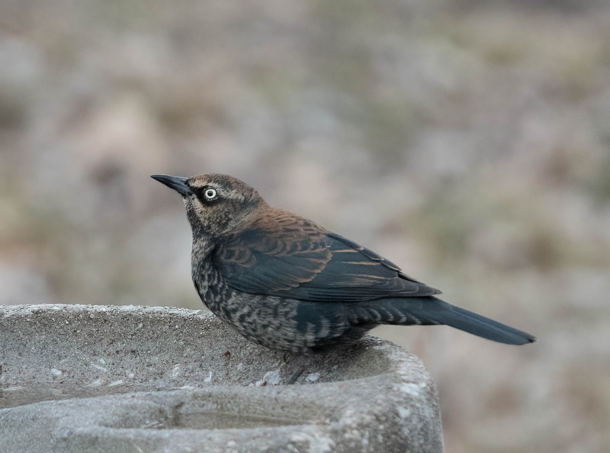 Quiscale rouilleux - ML650467585