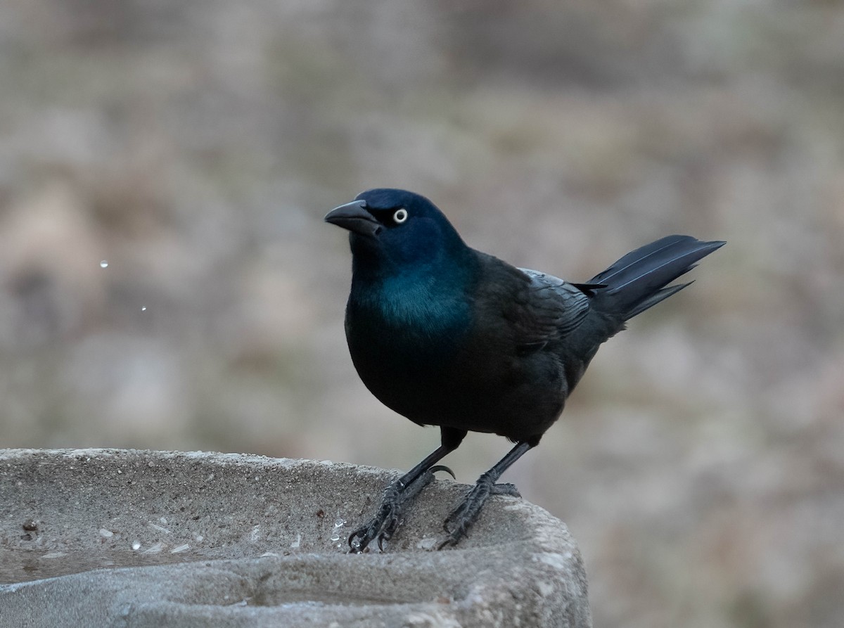 Quiscale bronzé - ML650467592