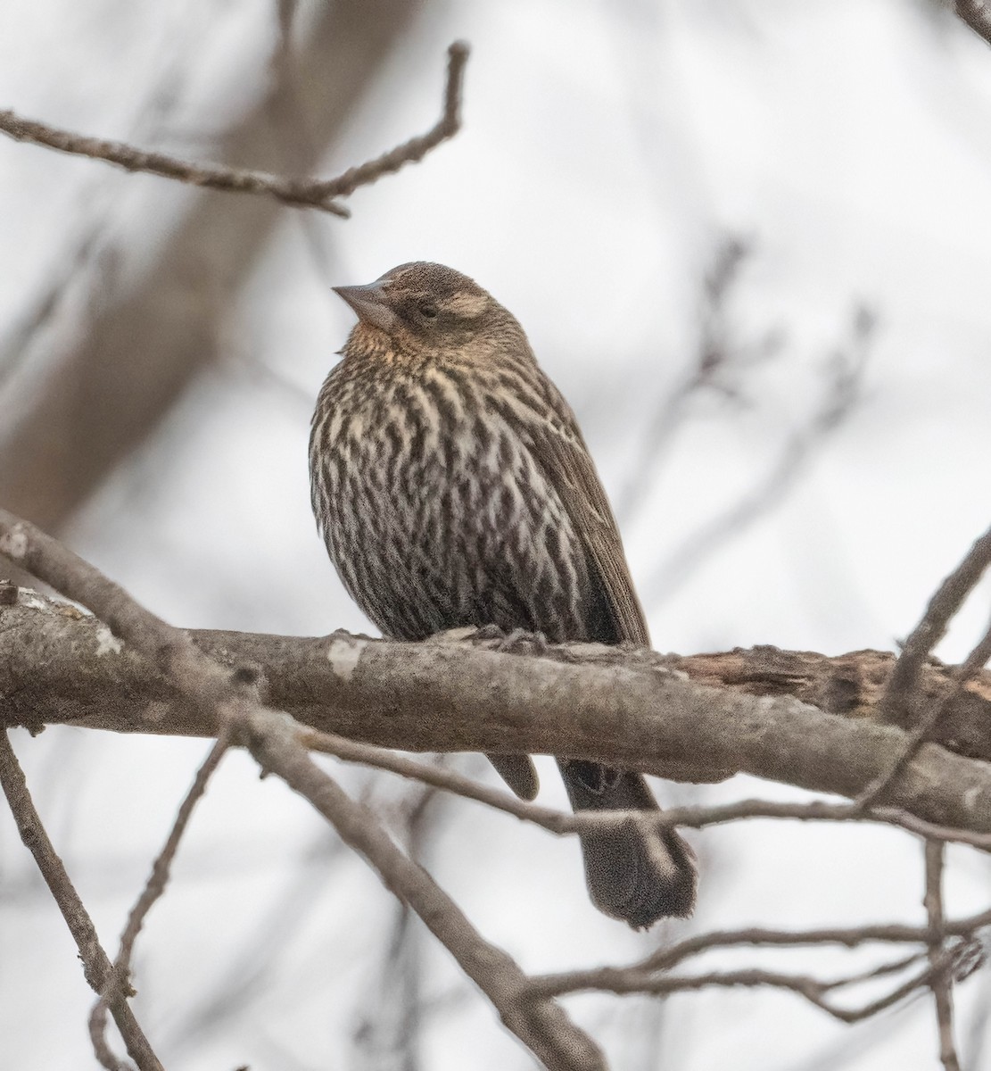 Carouge à épaulettes - ML650467693