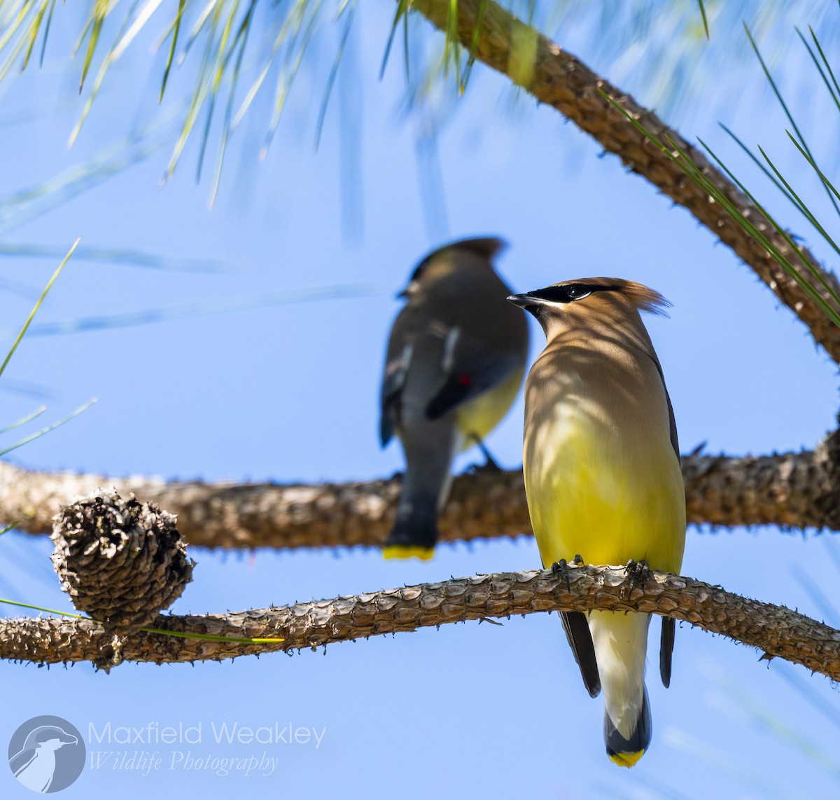 Sedir İpekkuyruğu - ML650467712