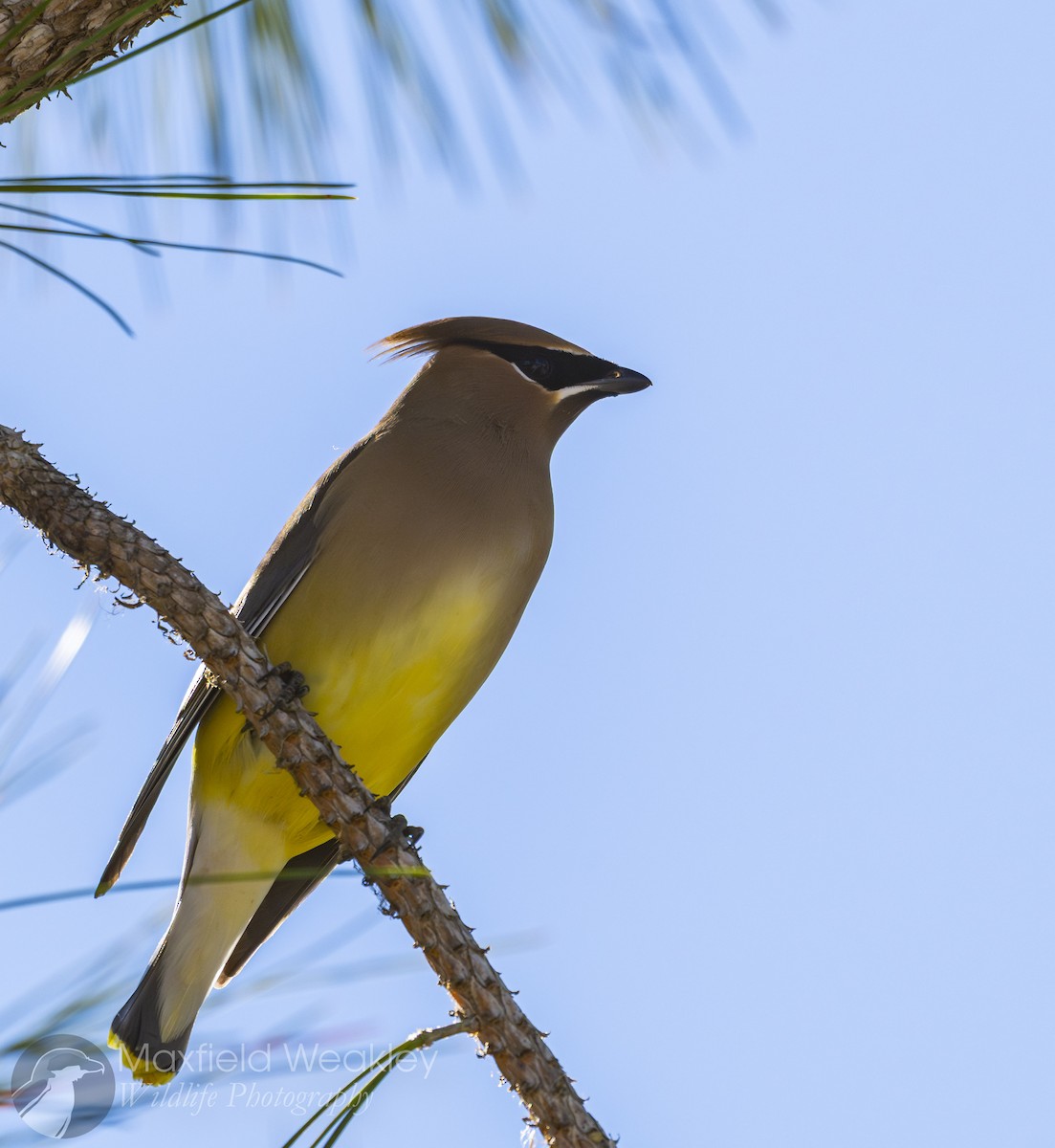 Sedir İpekkuyruğu - ML650467713