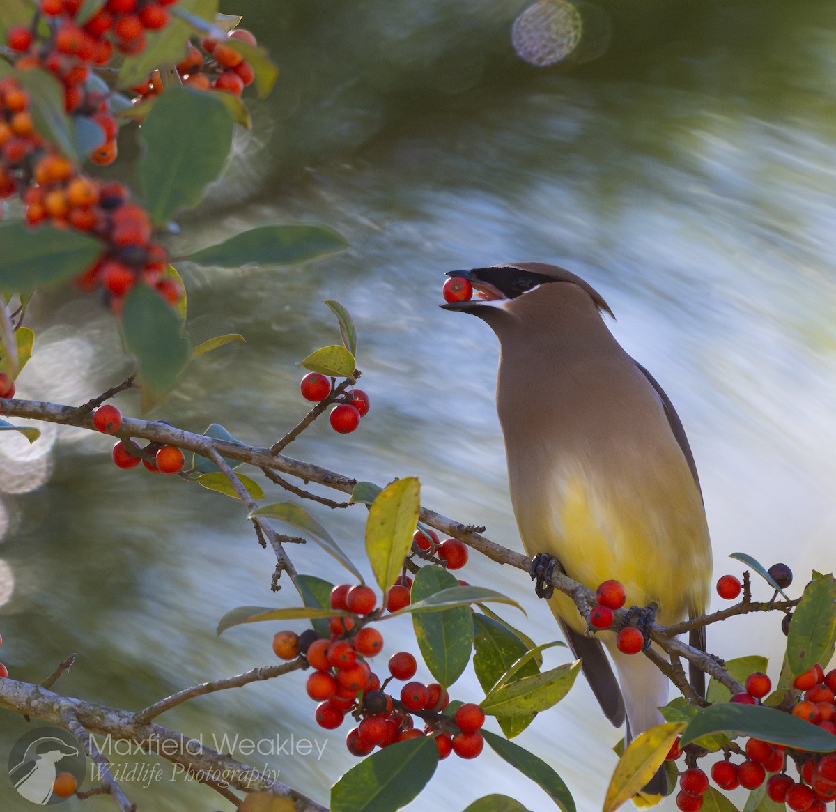 Sedir İpekkuyruğu - ML650467714