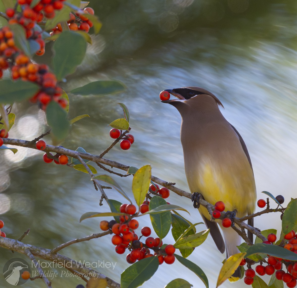 Sedir İpekkuyruğu - ML650467715