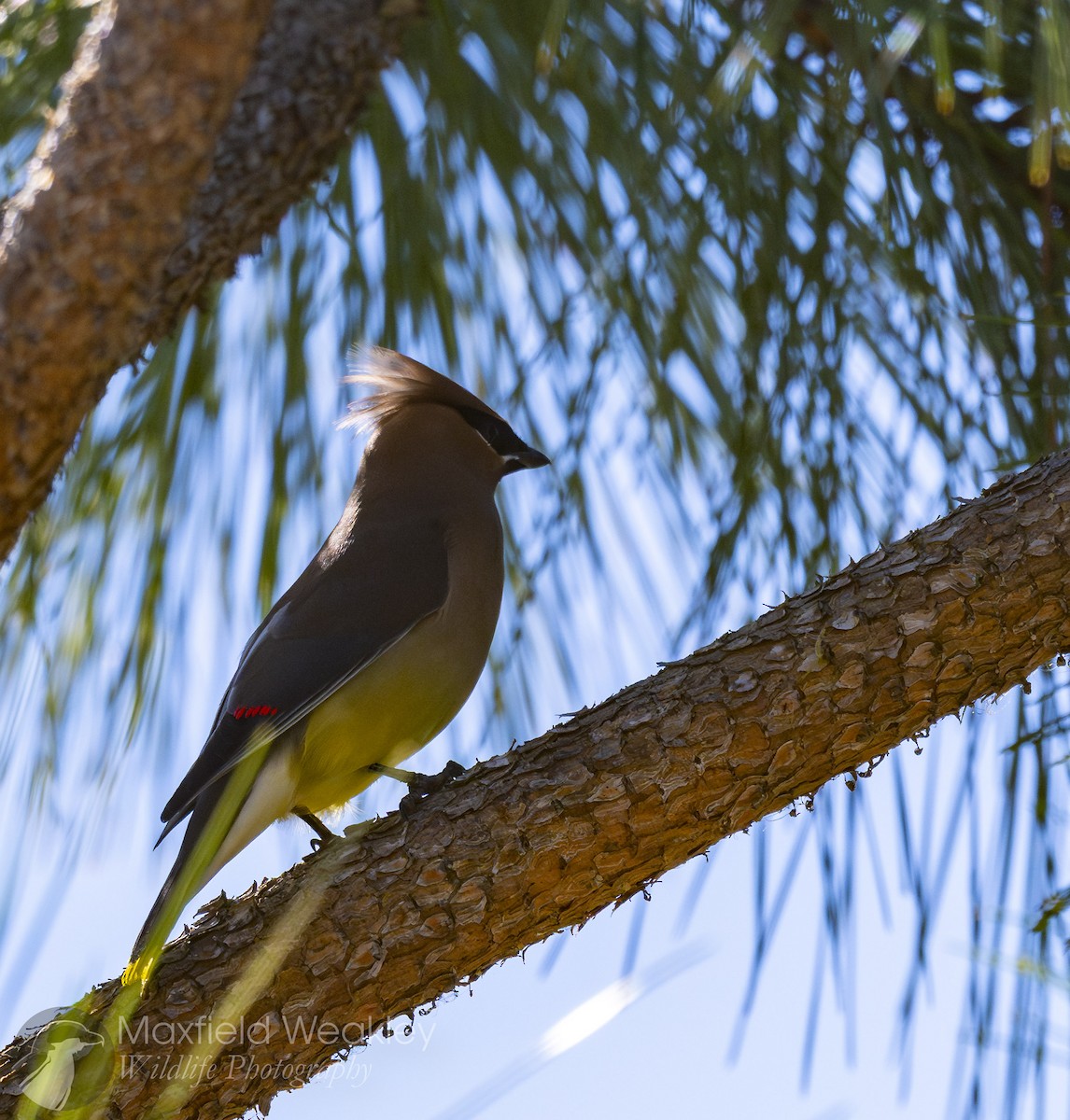 Sedir İpekkuyruğu - ML650467716