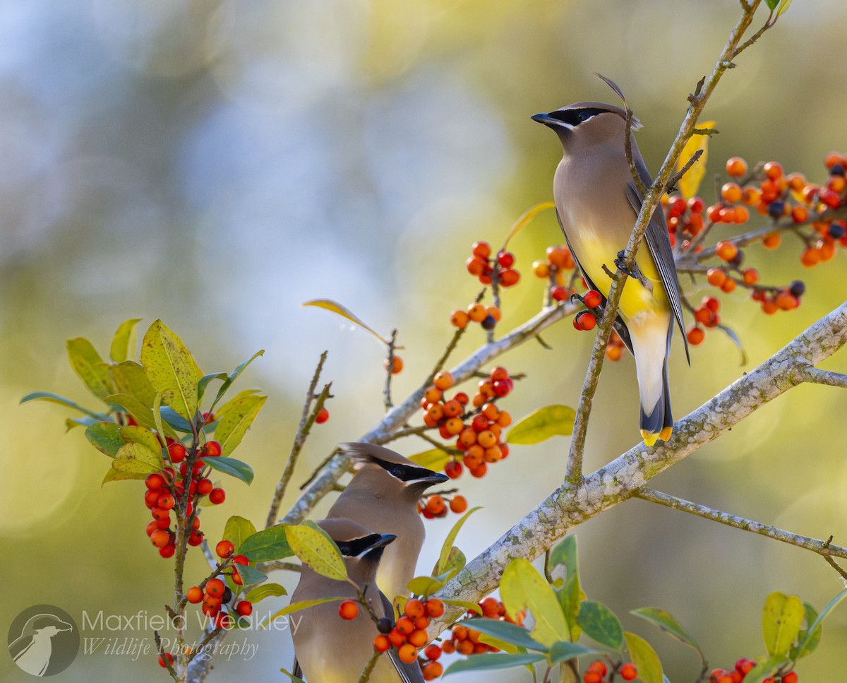Sedir İpekkuyruğu - ML650467717