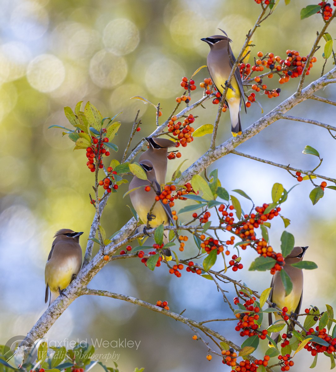 Sedir İpekkuyruğu - ML650467718