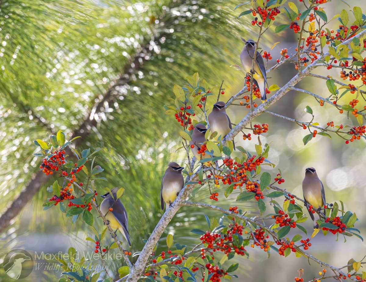 Sedir İpekkuyruğu - ML650467719