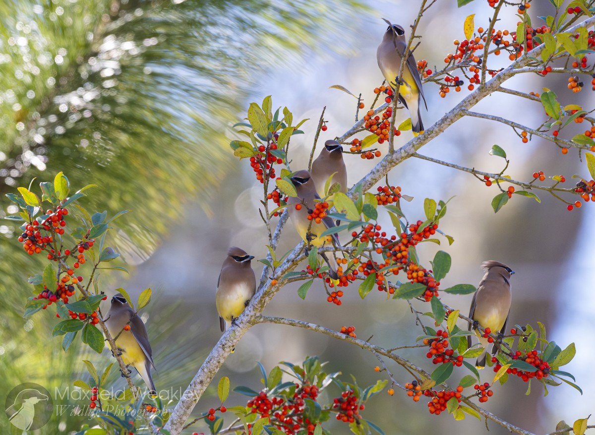 Sedir İpekkuyruğu - ML650467720