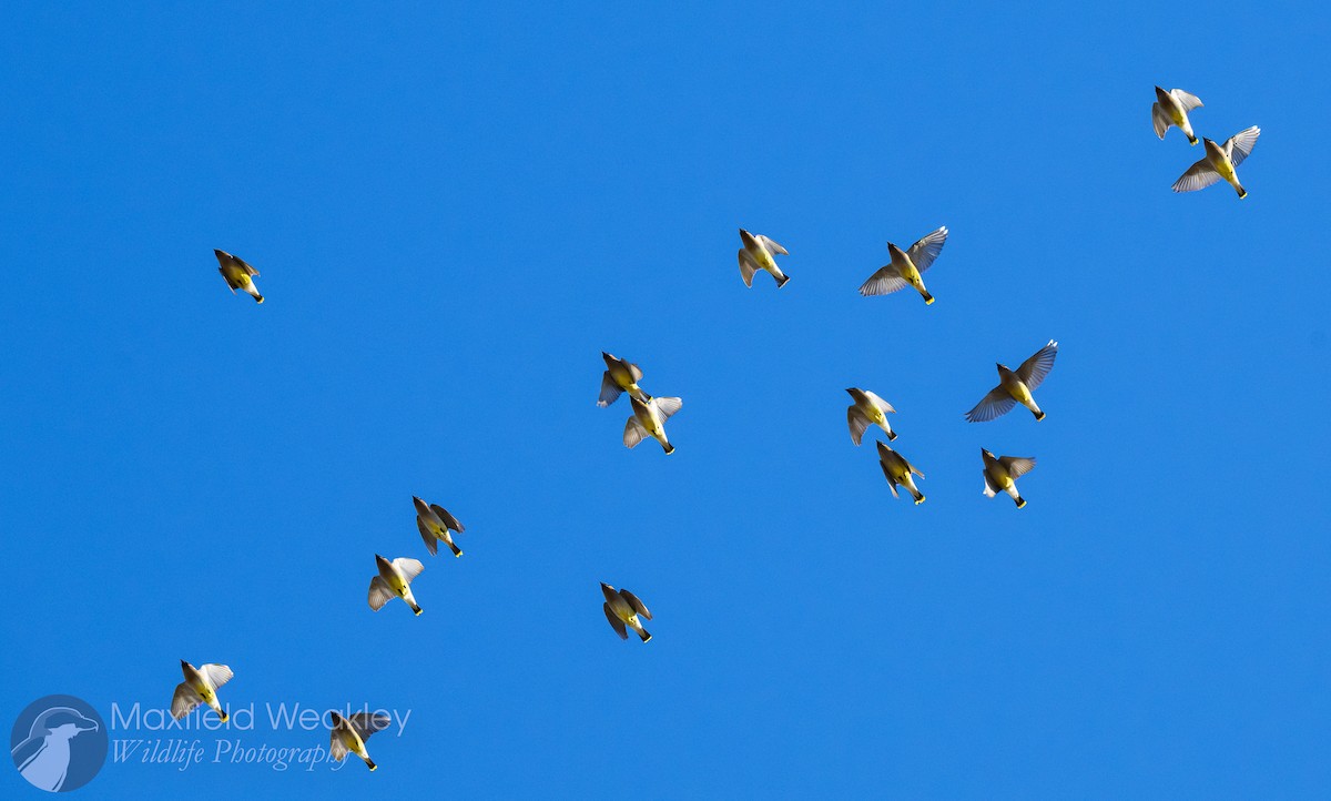 Sedir İpekkuyruğu - ML650467721