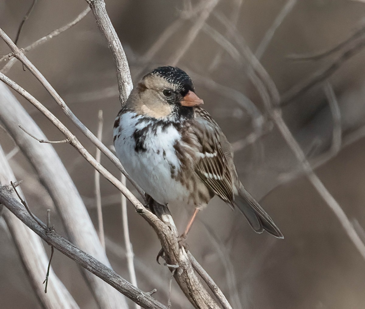 Bruant à face noire - ML650467770