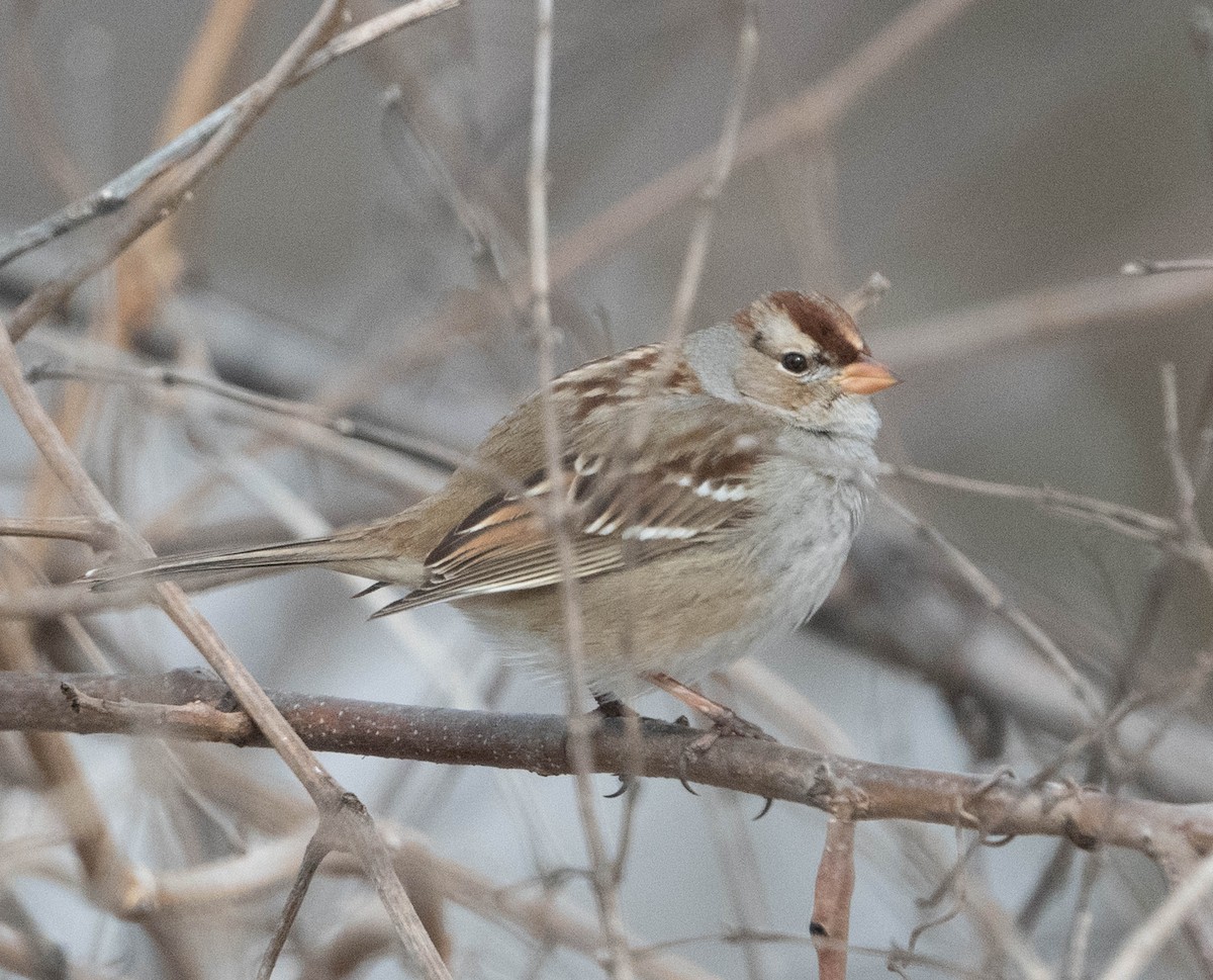 Bruant à couronne blanche - ML650468035