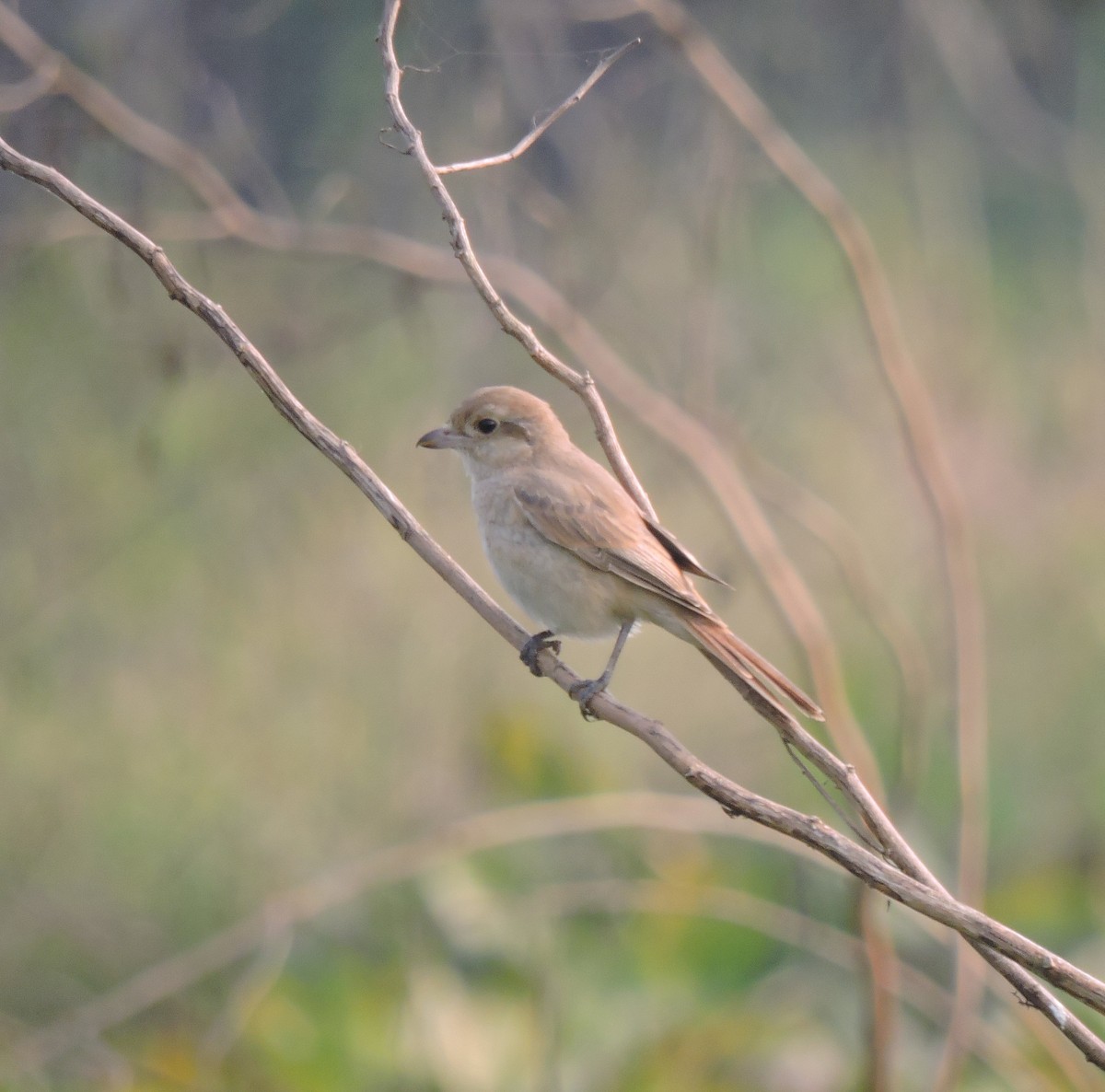 Isabelline Shrike - ML650468074