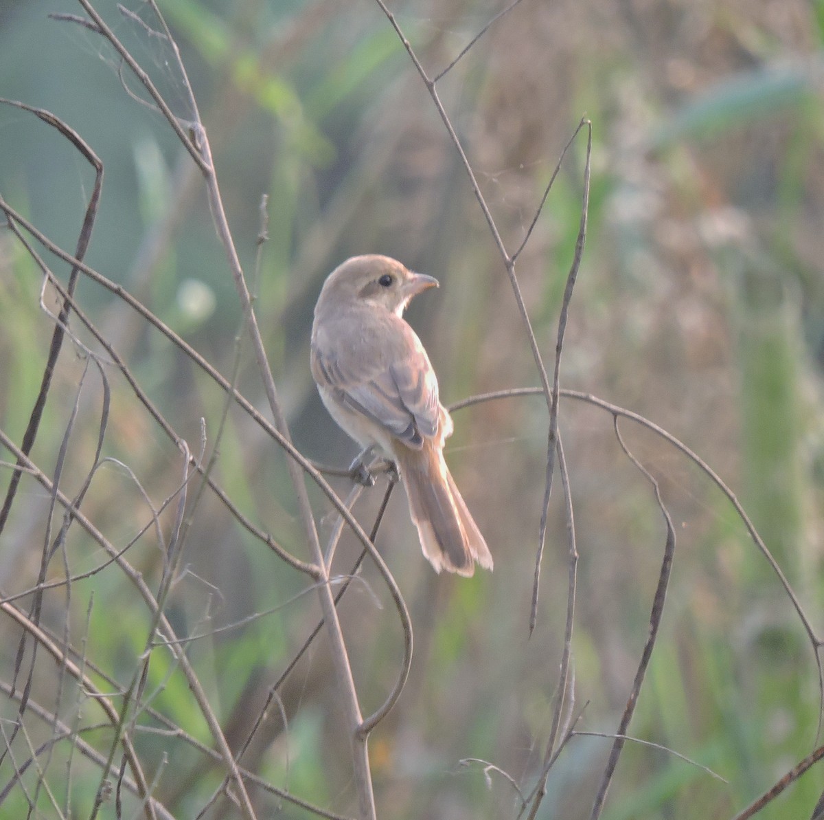 Isabelline Shrike - ML650468075