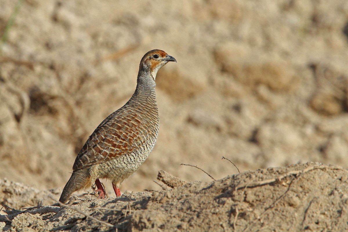 Gray Francolin - Christoph Moning