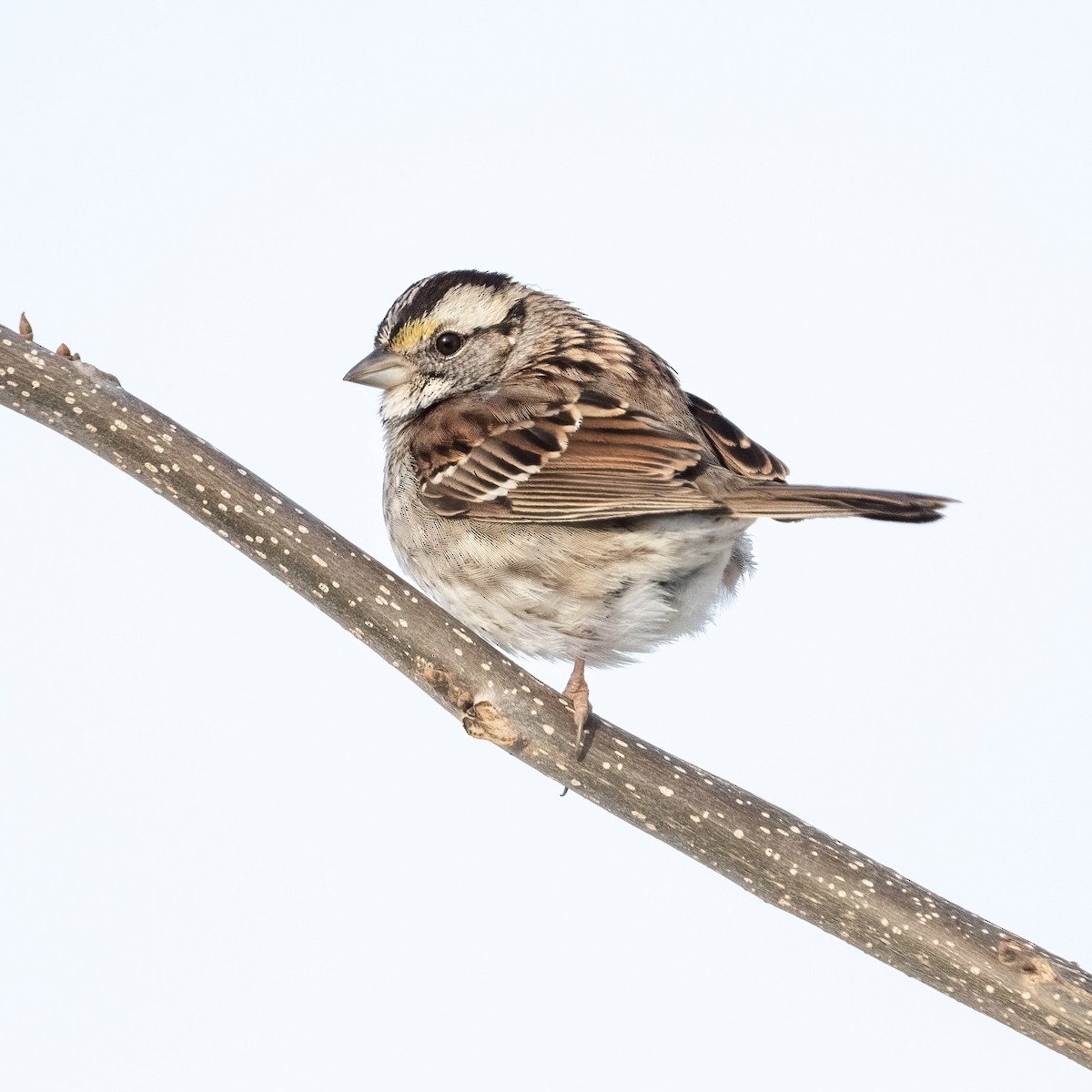Bruant à gorge blanche - ML650468134