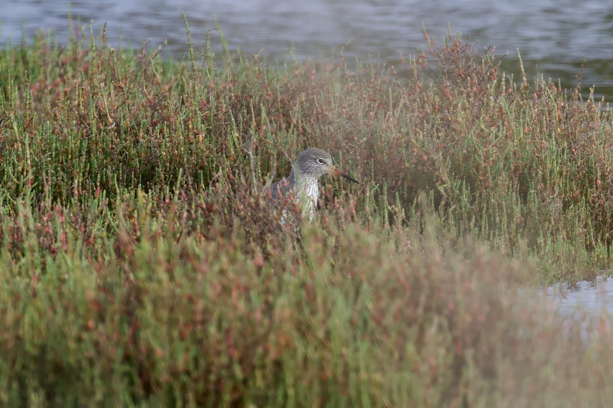 Rotschenkel - ML650468271