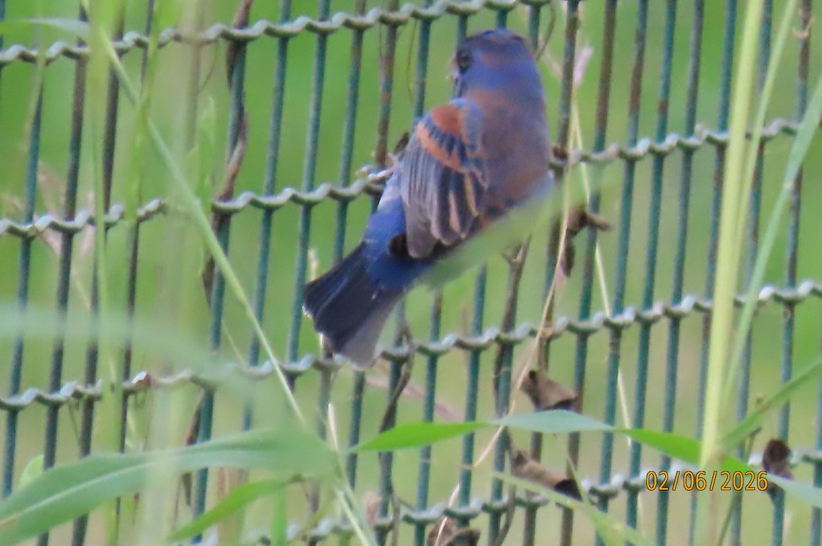 Mavi Çinte - ML650468358