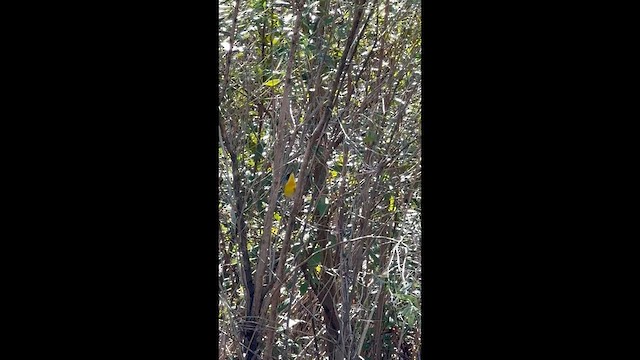 Tropical Parula - ML650468405