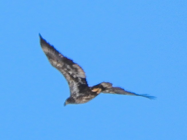 orel bělohlavý - ML650468477