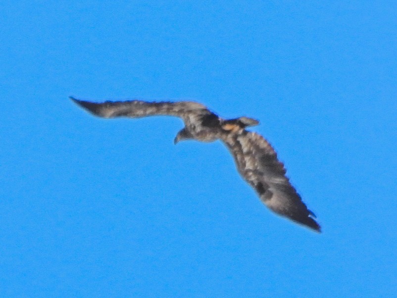 orel bělohlavý - ML650468478