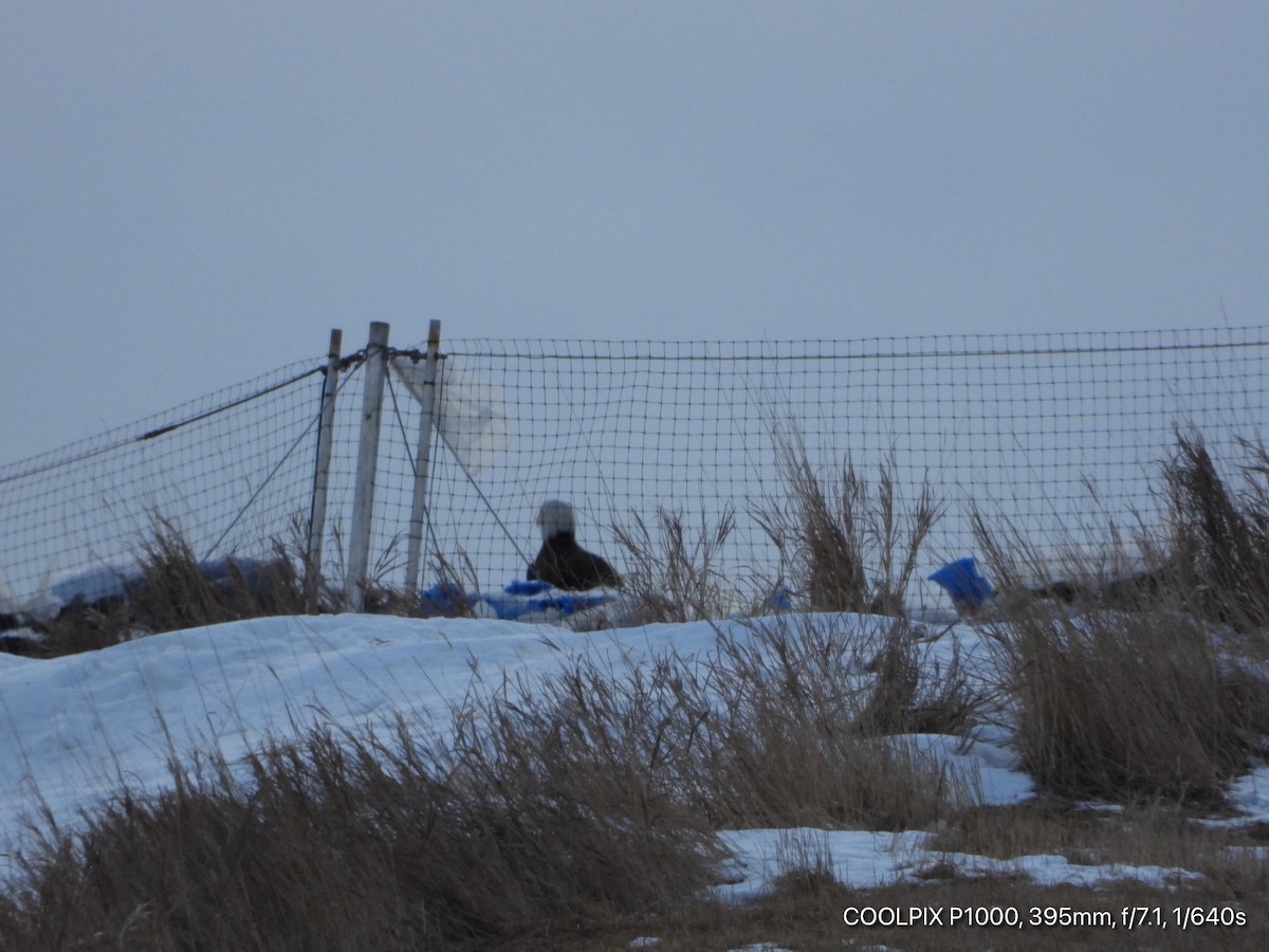 orel bělohlavý - ML650468701