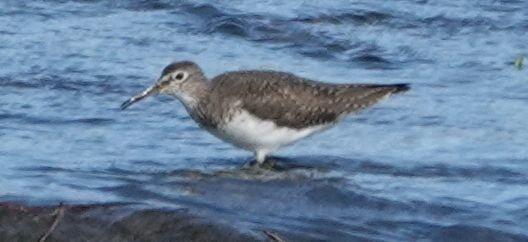 Einsiedelwasserläufer - ML650468810