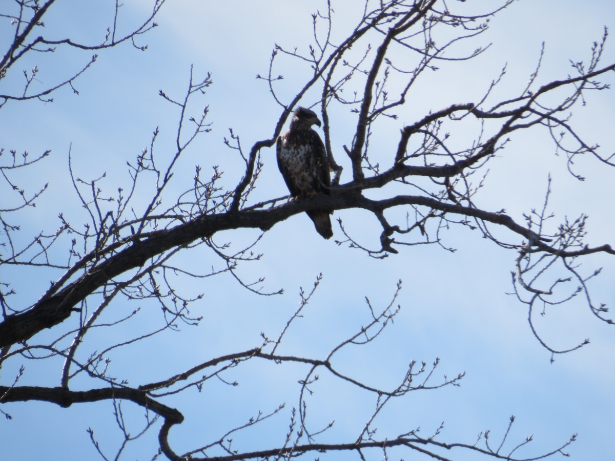 orel bělohlavý - ML650468875