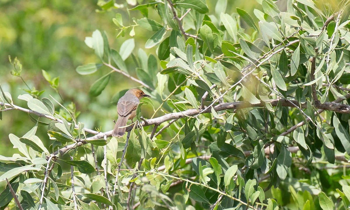 Tawny-flanked Prinia - ML650468977