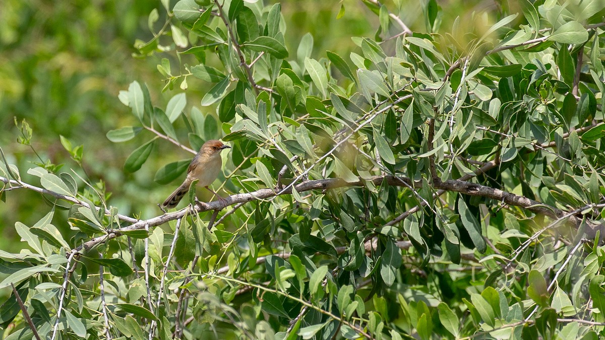Tawny-flanked Prinia - ML650468978