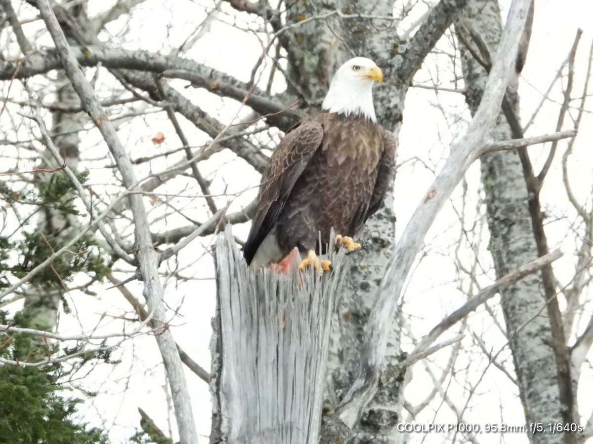 orel bělohlavý - ML650468984