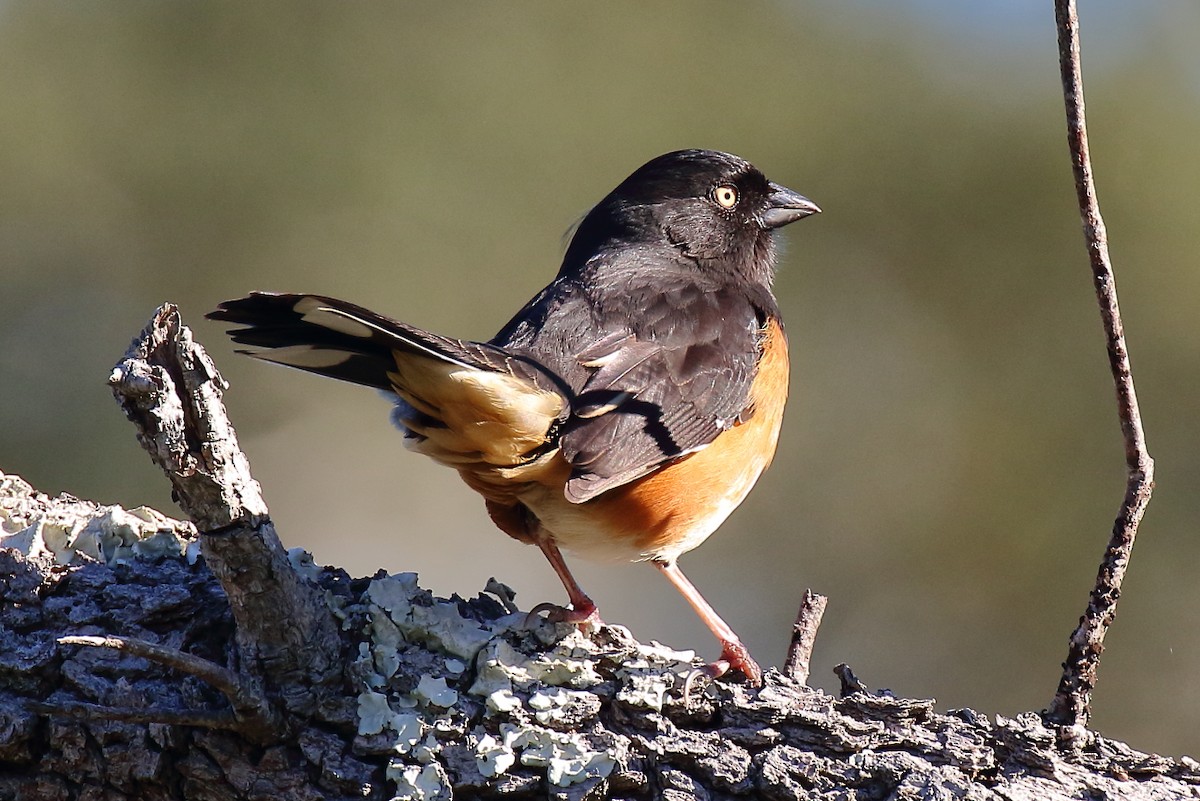 Красноглазый тохи - ML650469048