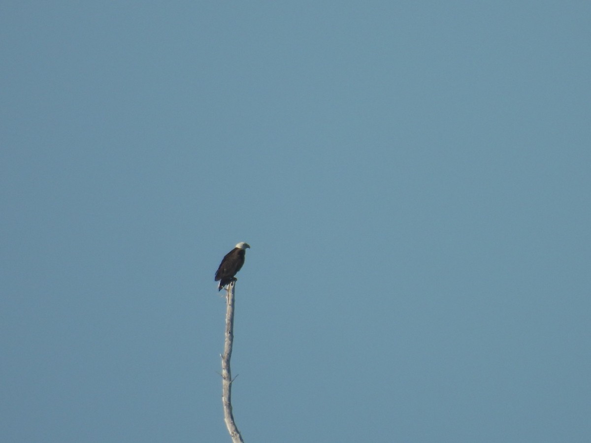 orel bělohlavý - ML650469072