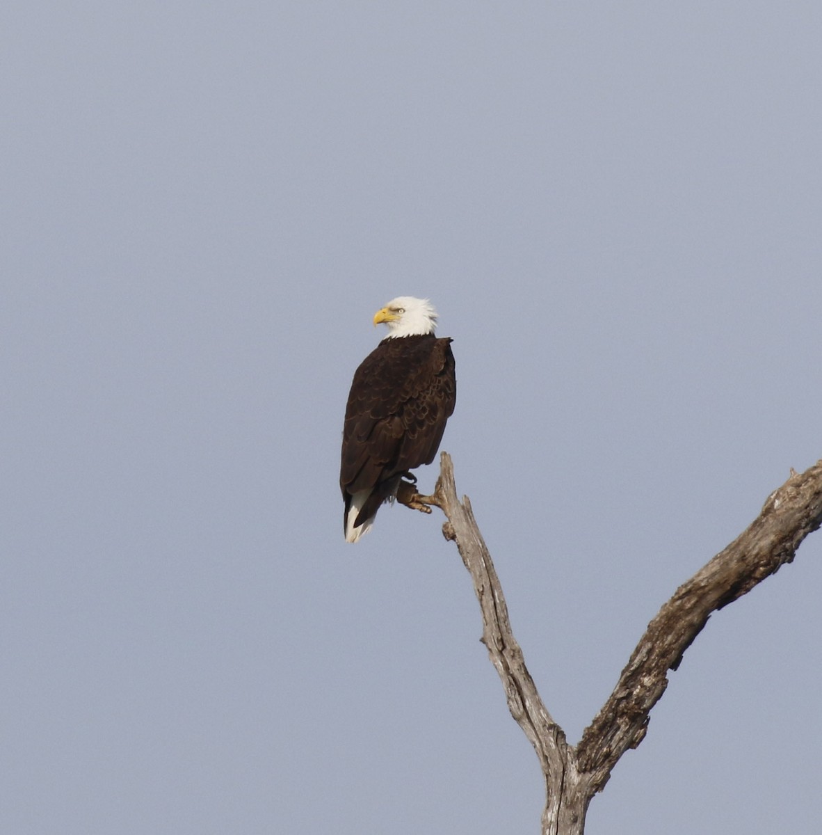 orel bělohlavý - ML650469279