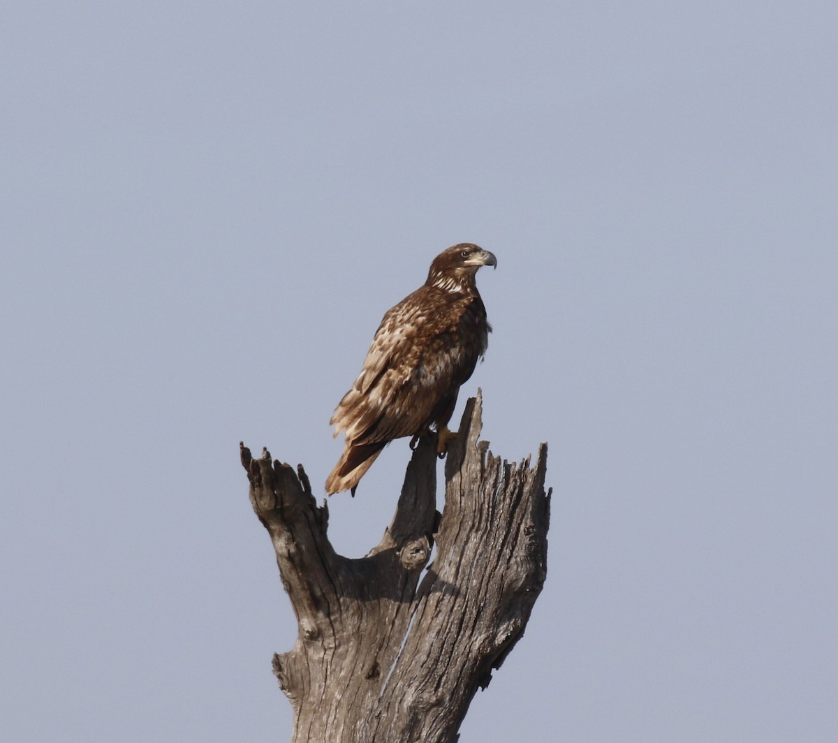 orel bělohlavý - ML650469280