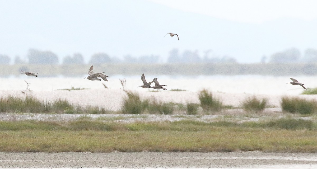 Eurasian Whimbrel - ML650469288