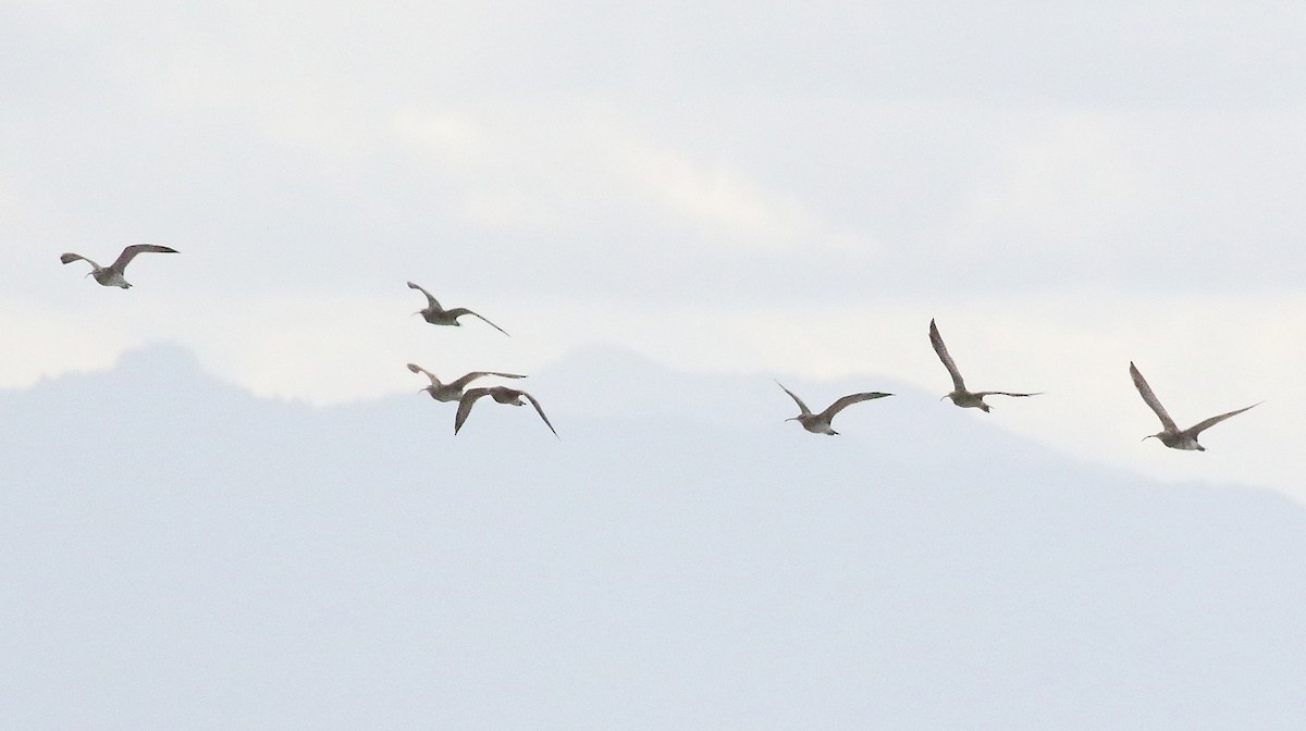 Eurasian Whimbrel - ML650469296