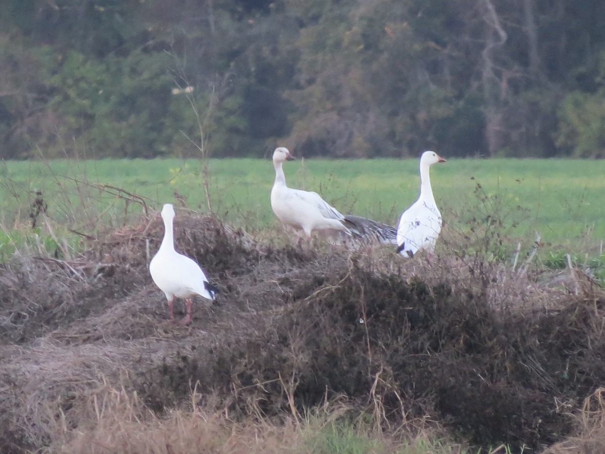 Snow Goose - ML650469320