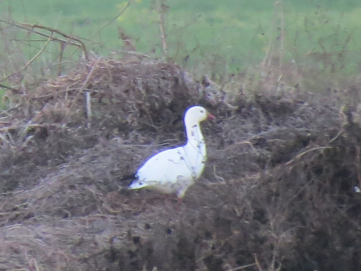 Ross's Goose - ML650469327