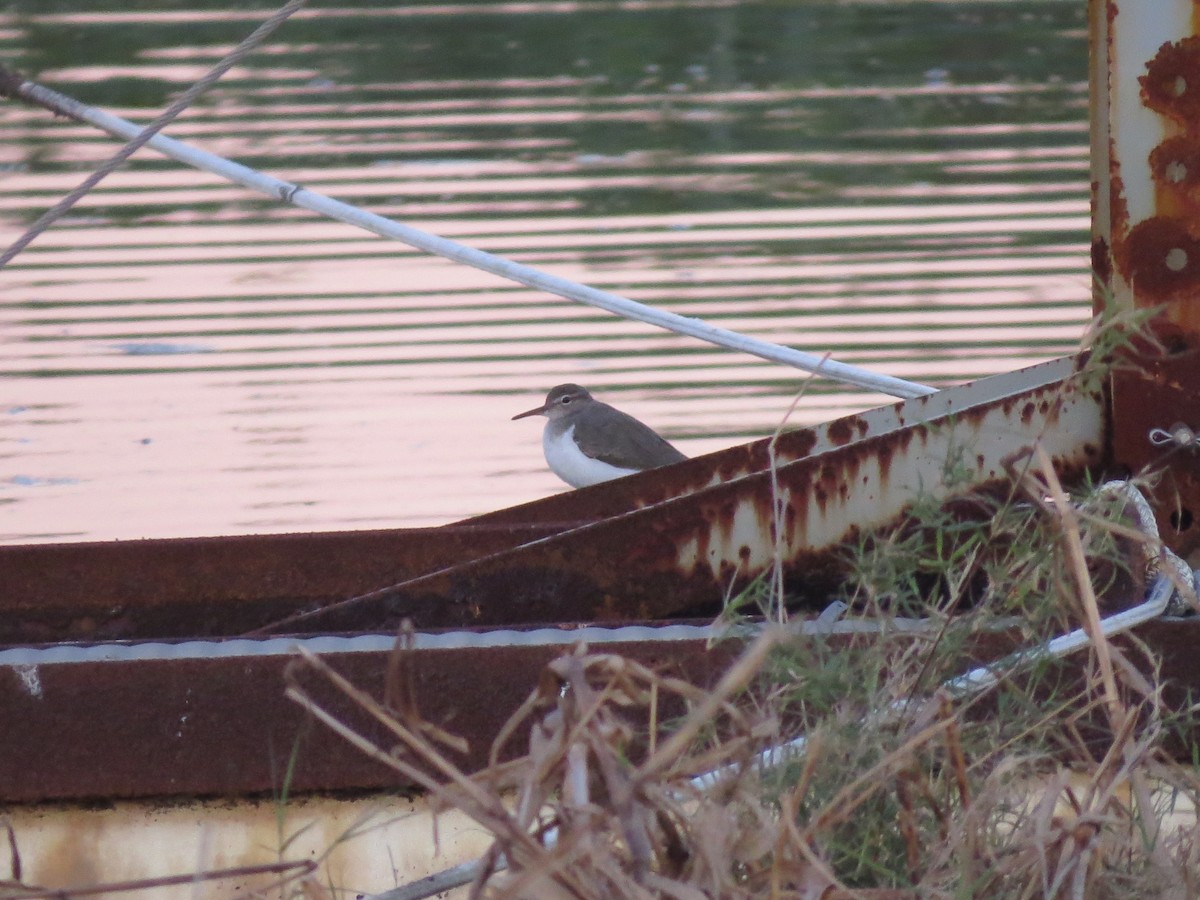 Spotted Sandpiper - ML650469344