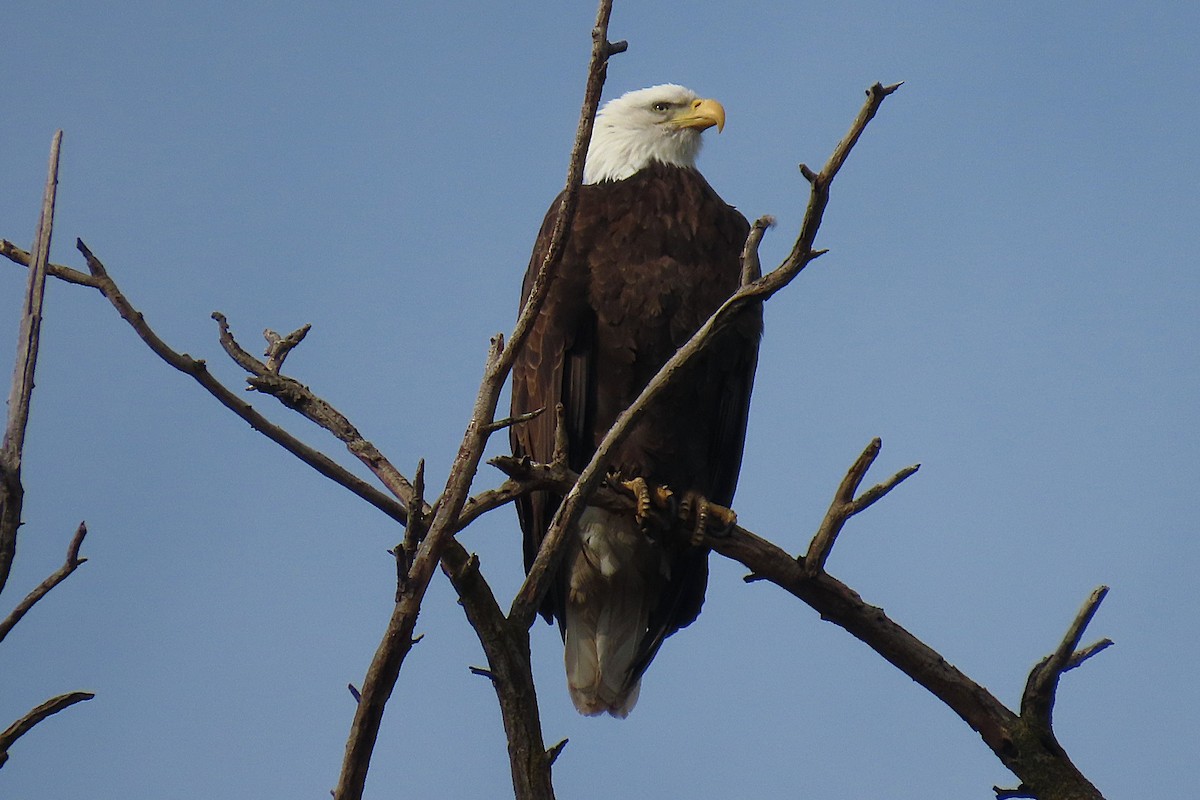 orel bělohlavý - ML650469356