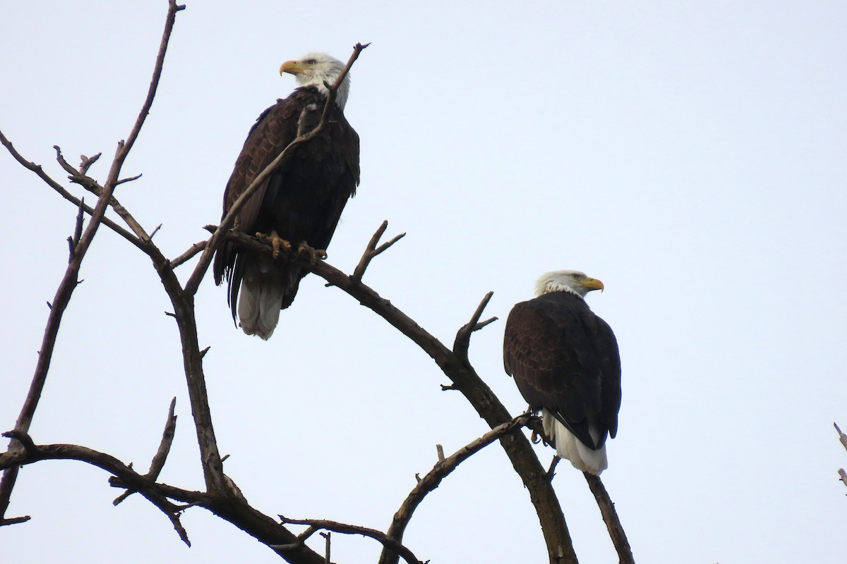 orel bělohlavý - ML650469357