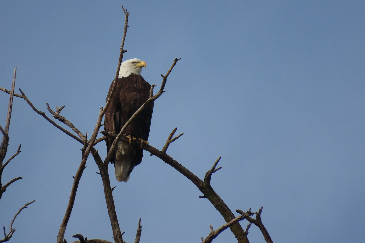 orel bělohlavý - ML650469358