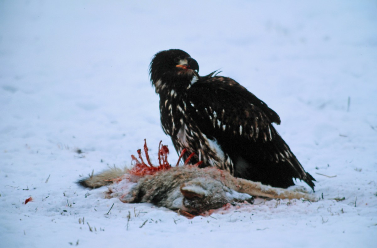 orel bělohlavý - ML650469417